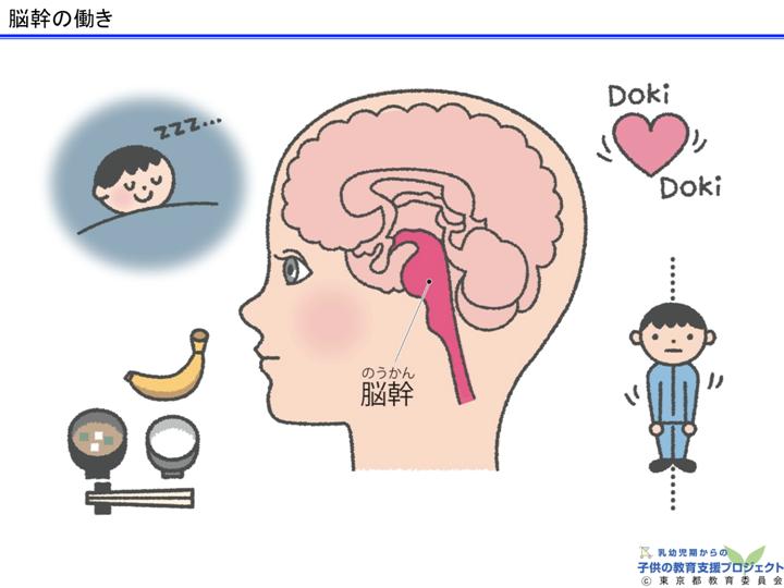 教材Ⅰ「脳と心の発達メカニズム ～五感の刺激の大切さ～」 スライド8