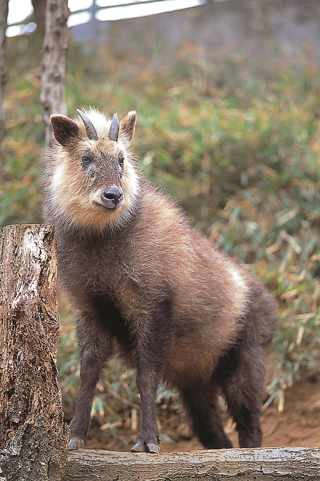 詳細情報 東京都文化財情報データベース