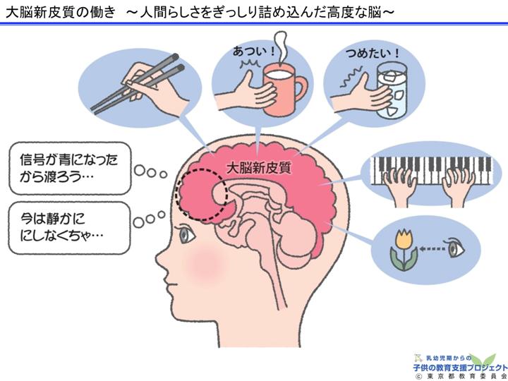 教材Ⅰ「脳と心の発達メカニズム ～五感の刺激の大切さ～」 スライド10