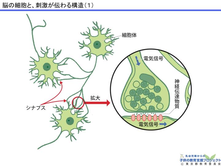 教材Ⅰ「脳と心の発達メカニズム ～五感の刺激の大切さ～」 スライド12