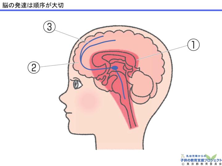 教材Ⅰ「脳と心の発達メカニズム ～五感の刺激の大切さ～」 スライド17