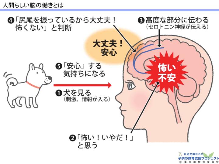 教材Ⅰ「脳と心の発達メカニズム ～五感の刺激の大切さ～」 スライド23