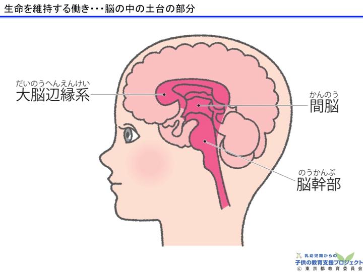 教材Ⅰ「脳と心の発達メカニズム ～五感の刺激の大切さ～」 スライド7