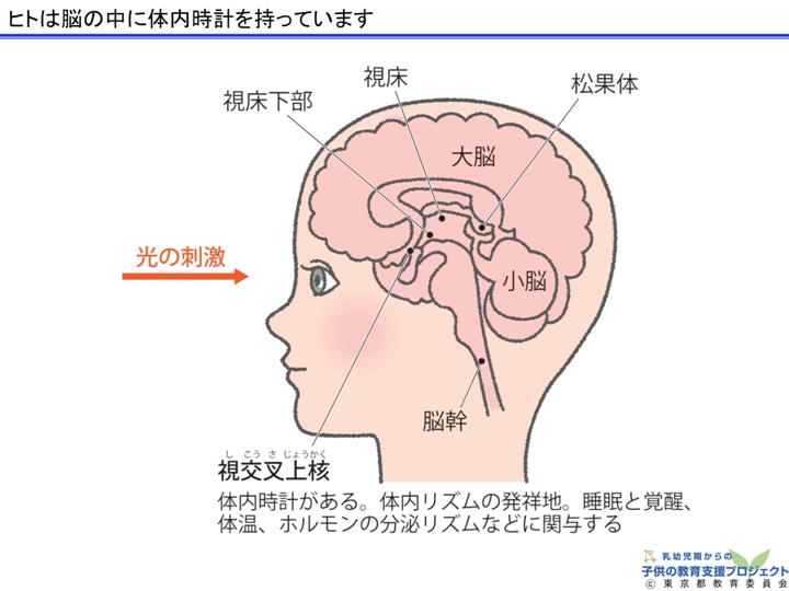 教材　「生活リズムの確立のために」 スライド4