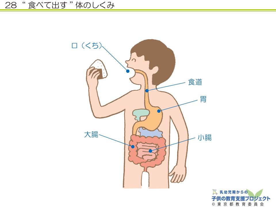 教材V　「乳幼児期からの「食」を育む　～食文化と、体の中の食べ物の通り道～」 スライド28