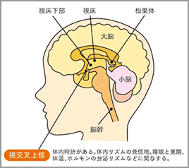 視交叉上核の図