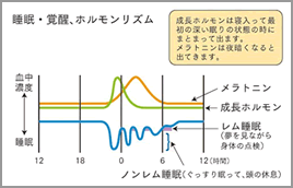 睡眠・覚醒、ホルモンリズム　グラフ